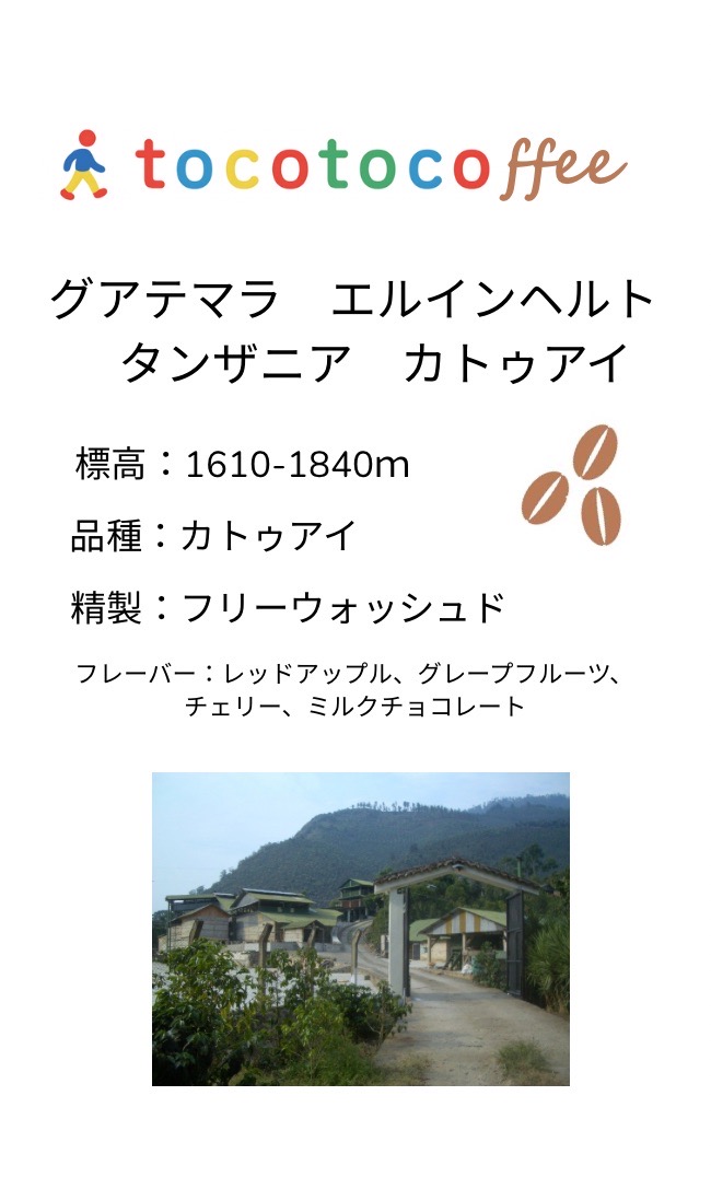 グアテマラ　エルインヘルト　タンザニア　カトゥアイ　100g(中浅煎り)
