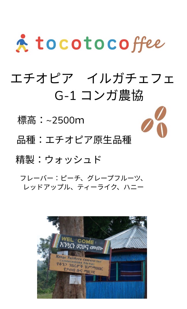 エチオピア　イルガチェフェ　G/1　コンガ農協　ウォッシュド　100g